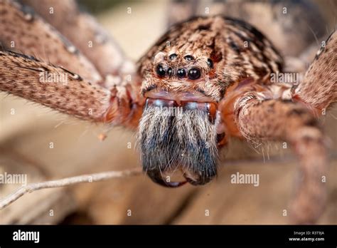 Portrait of Australian huntsman spider Stock Photo - Alamy