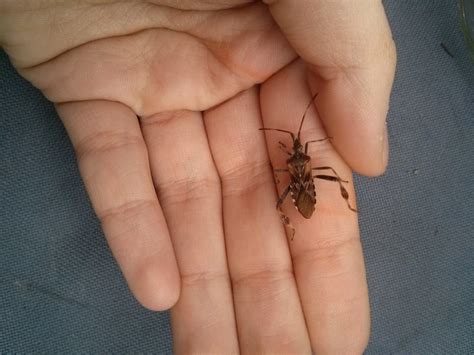 Help identifying this (beetle?) Toronto, ON : r/Entomology