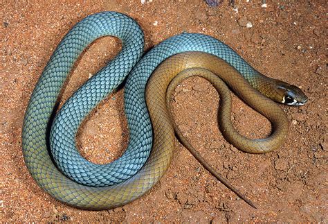 aussie snake species discovered environment news particle