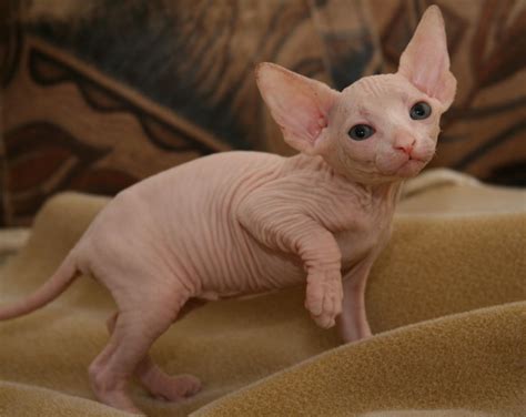 pink cat  hair  ida barrera blog