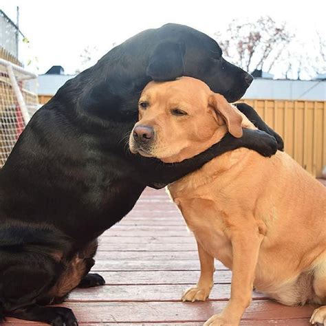 Best Freinds For Ever : r/aww