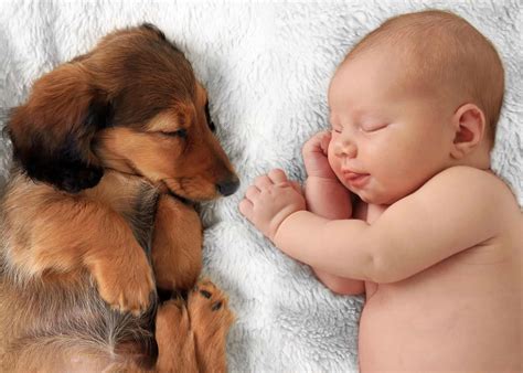 Best dog breeds to have around infants