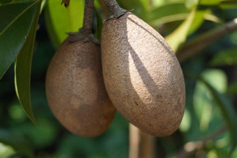 williams nursery sawo