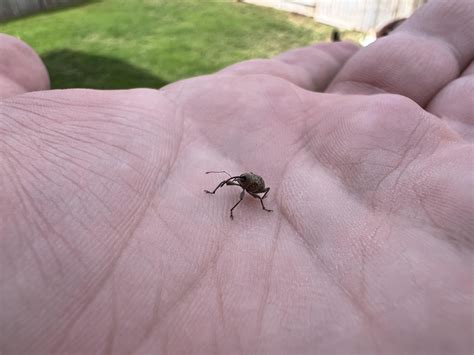 Finally Found My First! : r/weeviltime