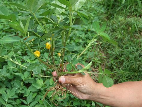 Peanut (Arachis hypogaea), foliage, Indonesia | Feedipedia