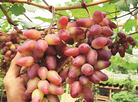 jenis anggur  dikebunkan petani trubus