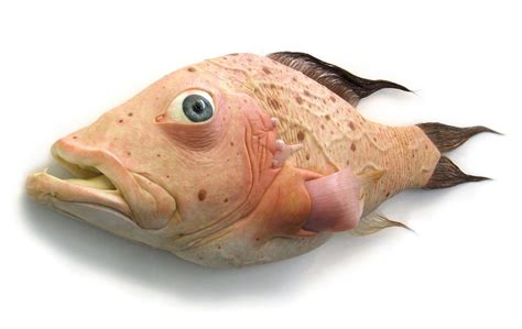 small humanfish  generation peter zwaan