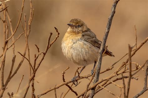 chats aussie bird spots