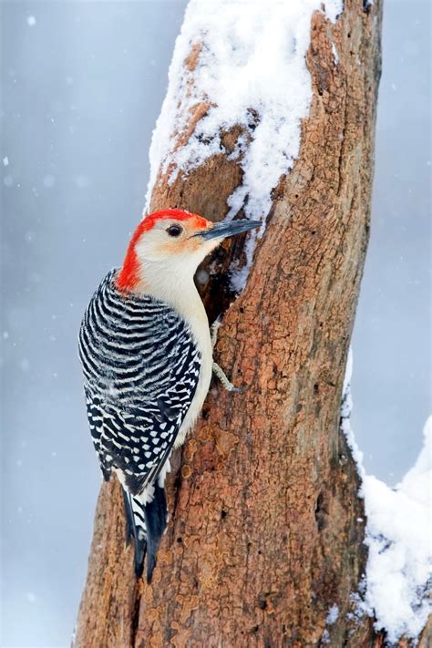 red headed  red bellied woodpecker birds  blooms