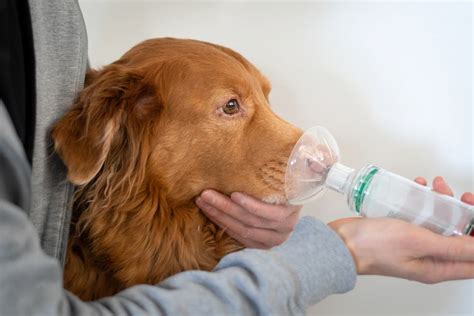 Can Dogs Have Asthma? | Great Pet Care