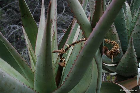 Aloe hereroensis – PLANTBOOK
