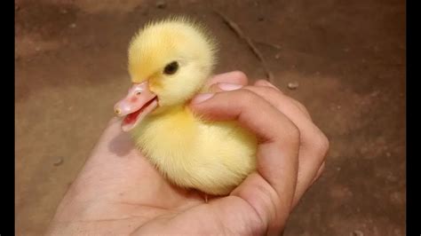 Pato Bochechudo