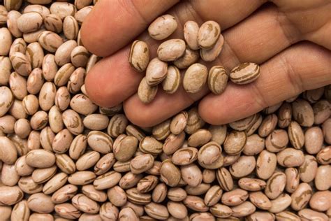 Large Manitoba edible bean crop likely, weather willing - AGCanada ...