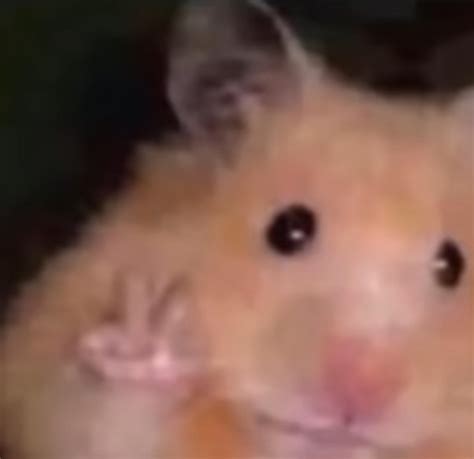 Create meme "hamster, hamster, funny hamsters" - Pictures - Meme ...