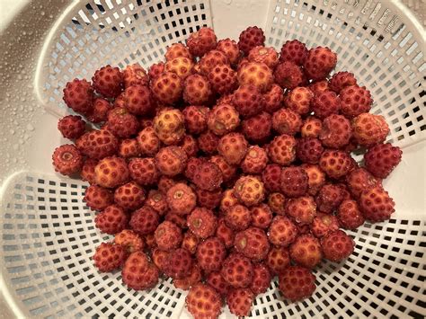 DuPont kousa dogwood fruit! Will become jam tomorrow. 🥰 : r/foraging