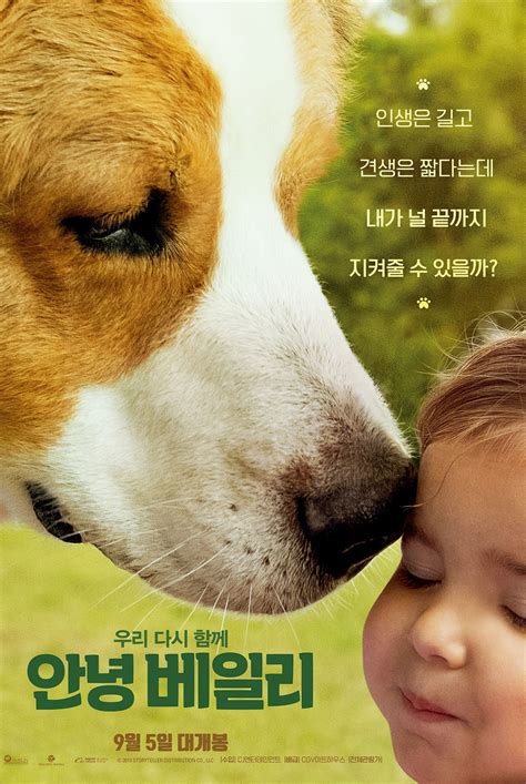 안녕 베일리 (2019) - 포스터 — The Movie Database (TMDB)