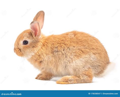 Side View Of Orange-brown Cute Baby Rabbit Standing Isolated On White Background. Royalty-Free ...