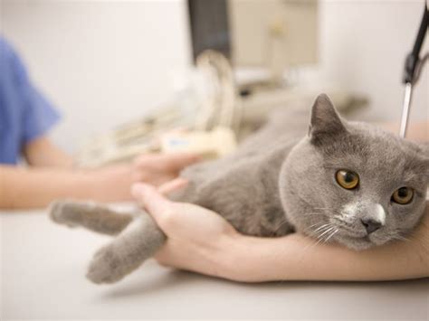 Giardia In Cats - Symptoms, Diagnosis And Treatment | SLECK