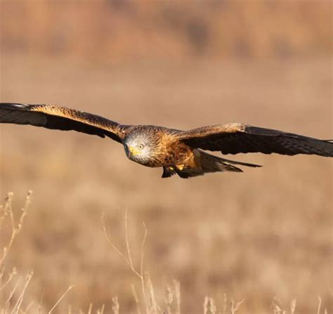 red kite conservation zsl