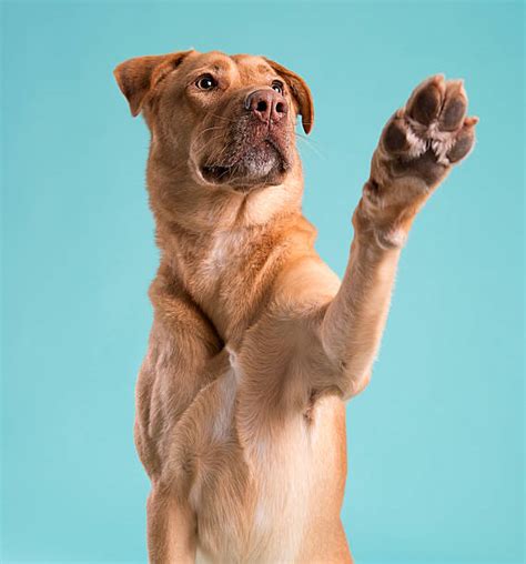 Funny High Five Photos Stock Photos, Pictures & Royalty-Free Images ...