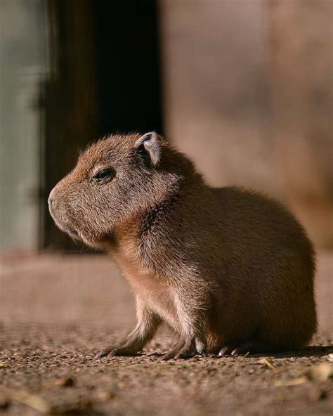 Capivaras Fofas