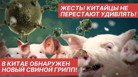 ЖЕСТЬ! НОВЫЙ СВИНОЙ ГРИПП В КИТАЕ! - YouTube