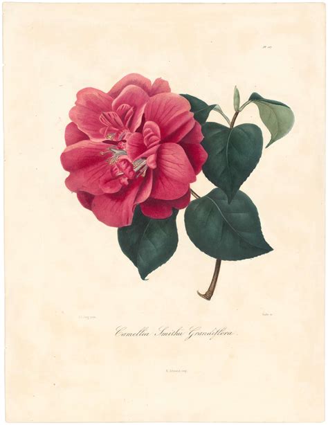 berlese pl  camellia smithii grandiflora botanical art