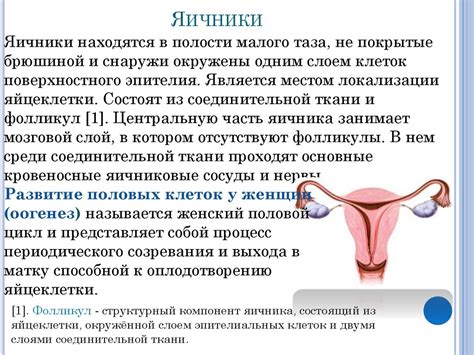 Половые железы - презентация онлайн