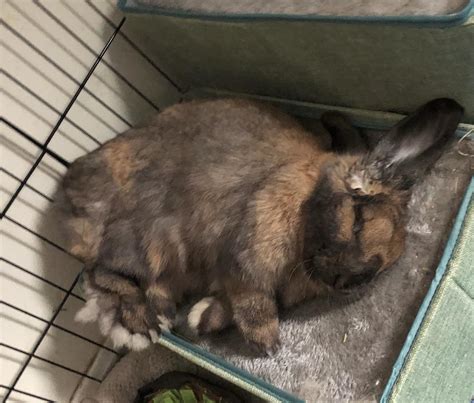 Does anyone else’s bunny snore super loudly and not wake up until you