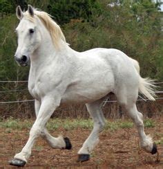 Percheron Horse Pictures - Beautiful Sorrell Colors