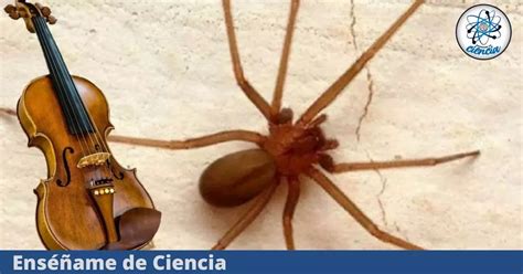 ¿Cuándo inicia la temporada 2024 de la araña violinista en México? | México