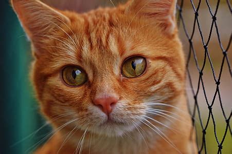 royalty  photo close  photo  orange cat pickpik