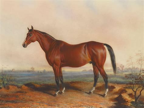 horse evolution  twisty trail study  national geographic