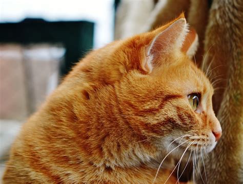 Обычный рыжий кот - картинки и фото koshka.top