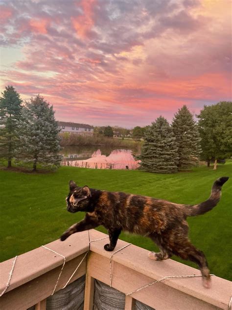 kalamazoo animal rescue 8