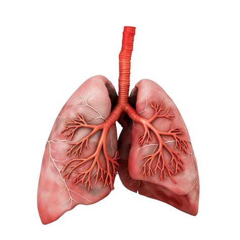 modelo detallado de la anatomia pulmonar archivo psd premium