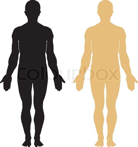Männlich menschlichen Anatomie | Stock-Vektor | Colourbox