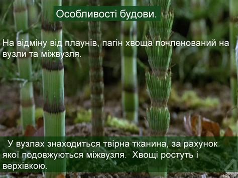 Презентація «Хвощеподіні» 6 клас