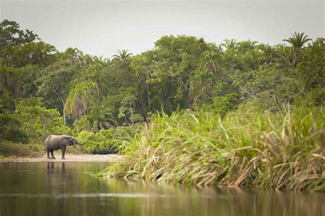 Congo wildlife: closer than ever - Lonely Planet