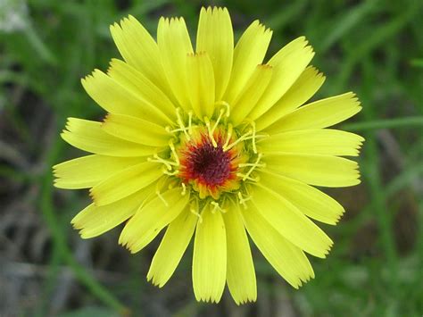 30 Mojave Desert Wildflowers: Malacothrix Glabrata