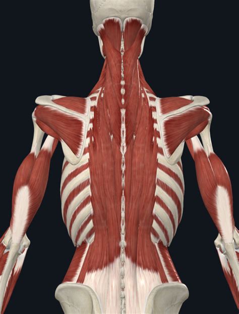 Muscle Labeling: Deep Back Diagram | Quizlet