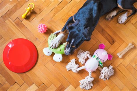 Brinquedo Para Cachorro Brincar Sozinho - 5 dicas para fazer o cachorro brincar mais sozinho