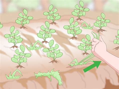 How to Prepare the Soil for Strawberries: 15 Steps (with Pictures)