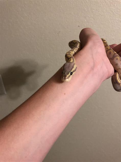 Got this guy today at the reptile show : r/snakes