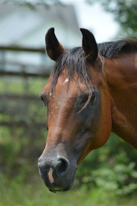 beautiful horse headshot stock image image  horse