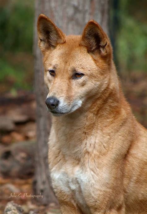 dingo canis familiaris wolfdog hybrid dingo dog animals