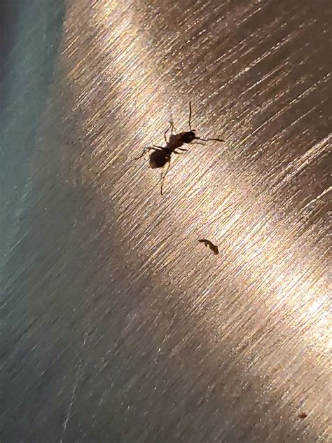Please identify ant in the picture : r/ants