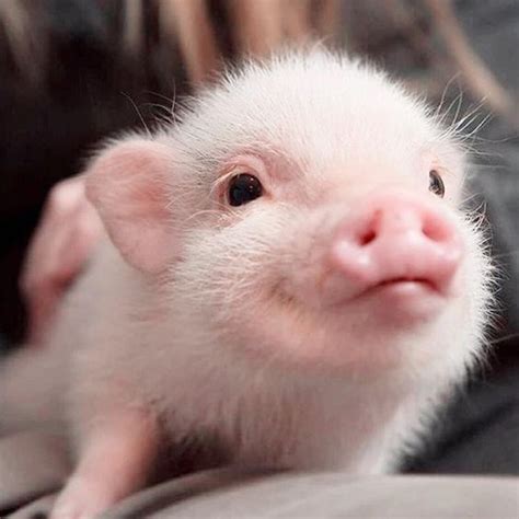 Beautiful Pigs | Lipstick Alley