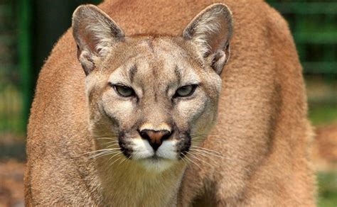 Puma ataca a dos hermanos y causa la muerte de uno de ellos