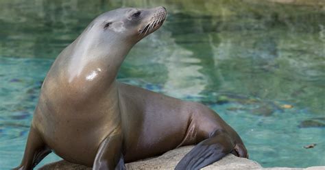 Aquatic Animals Quiz - By Tasi